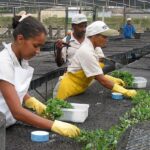 Eukalyptuksen taimia monistetaan pistokkaista istutuskuntoon Veracell-yhtiön taimitarhalla Brasiliassa. Taimet istutetaan aikanaan yhtiön jättimäisille puuviljelmille, joilla kasvaa raaka-aine viljelmien kupeessa toimivalle sellutehtaalle.